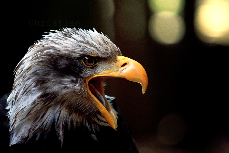 Weißkopfseeadler