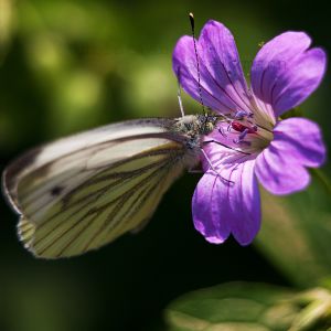 Butterfly #2